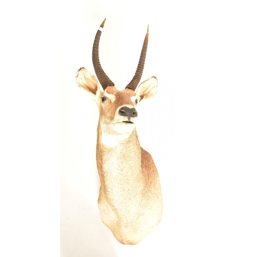 360 - Natural History interest - A 20th century Ellipsen Waterbuck (Kobus ellipsiprymnus) taxidermy deer h... 