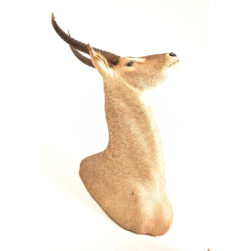 360 - Natural History interest - A 20th century Ellipsen Waterbuck (Kobus ellipsiprymnus) taxidermy deer h... 