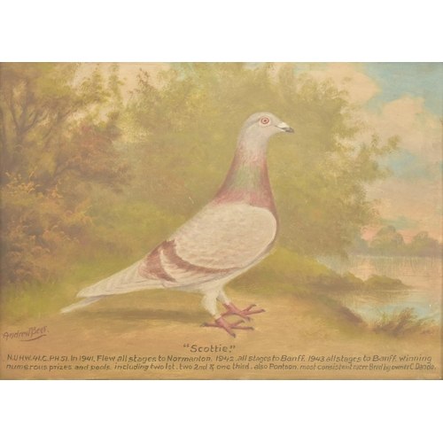 374 - Andrew Beer (1862-1954) A 20th century oil on board painting to depict a racing pigeon alongside a r... 