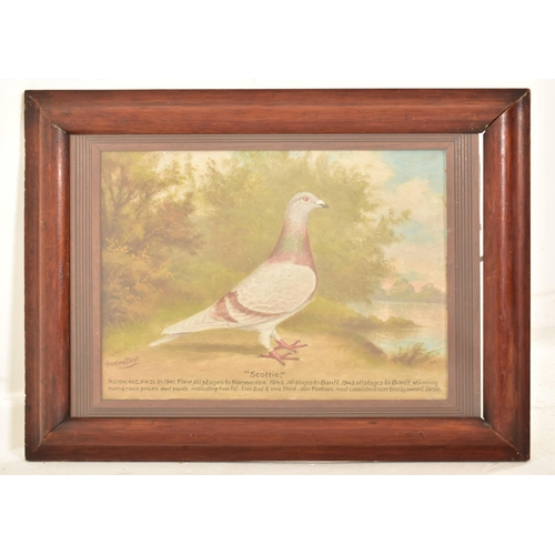 374 - Andrew Beer (1862-1954) A 20th century oil on board painting to depict a racing pigeon alongside a r... 