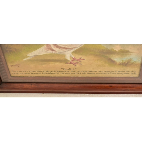 374 - Andrew Beer (1862-1954) A 20th century oil on board painting to depict a racing pigeon alongside a r... 