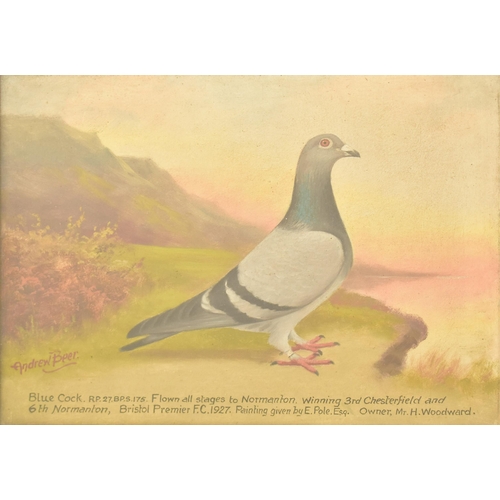 375 - Andrew Beer (1862-1954) A 20th century oil on board painting to depict a racing pigeon on a cliffsid... 