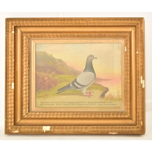 375 - Andrew Beer (1862-1954) A 20th century oil on board painting to depict a racing pigeon on a cliffsid... 