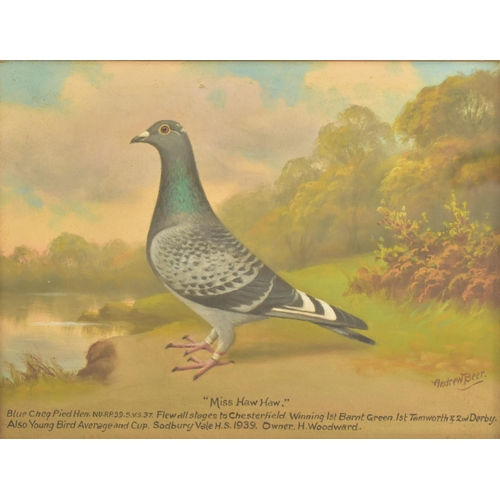 376 - Andrew Beer (1862-1954) A 20th century oil on board painting to depict a racing pigeon on a riversid... 