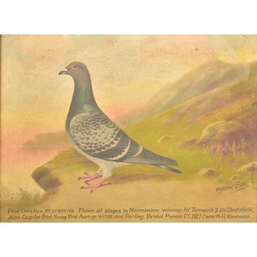 377 - Andrew Beer (1862-1954) - A 20th century oil on board painting to depict a racing pigeon on cliffsid... 