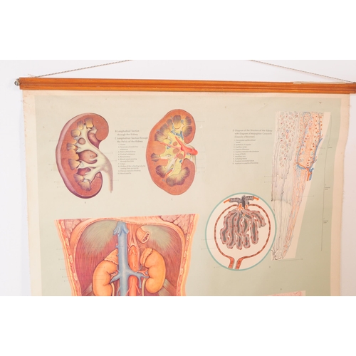 469 - A mid 20th century circa 1959 M. Rohl 'The Urinary Apparatus' medical education poster canvas. The p... 