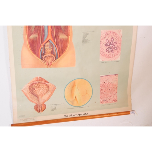 469 - A mid 20th century circa 1959 M. Rohl 'The Urinary Apparatus' medical education poster canvas. The p... 