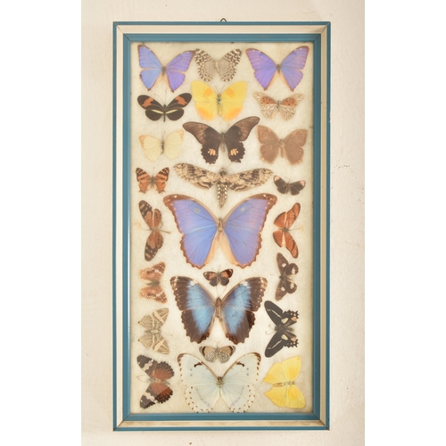 43 - Entomology - A collection of 20th century taxidermy butterfly specimens of various breeds and sizes.... 