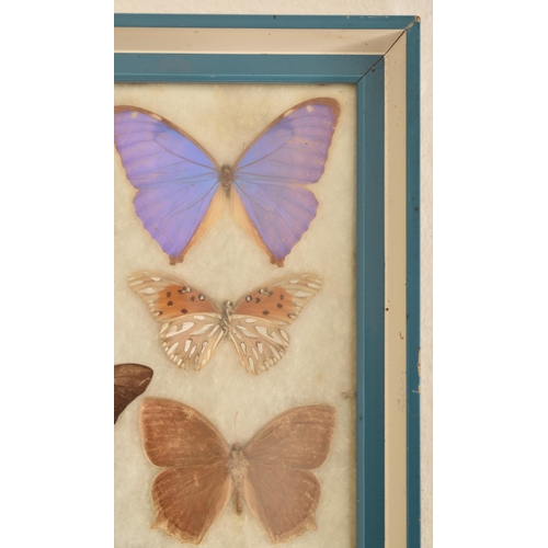 43 - Entomology - A collection of 20th century taxidermy butterfly specimens of various breeds and sizes.... 