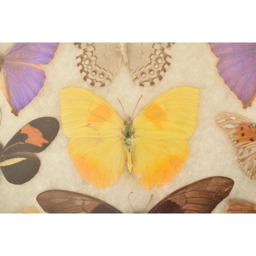 43 - Entomology - A collection of 20th century taxidermy butterfly specimens of various breeds and sizes.... 