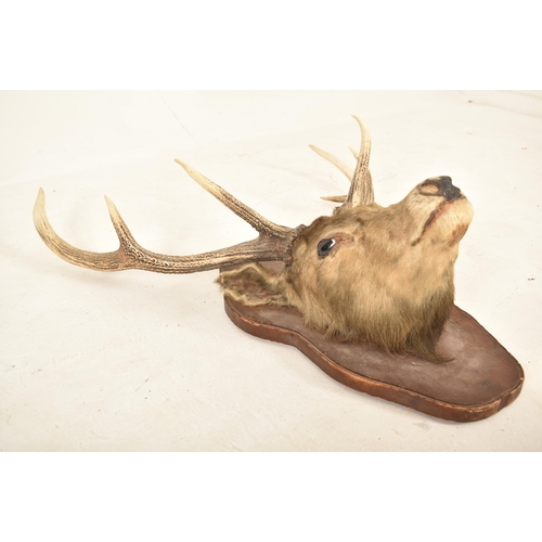 329 - Natural History Interest - A 19th century Scottish deer stag taxidermy head mounted upon a wooden pl... 