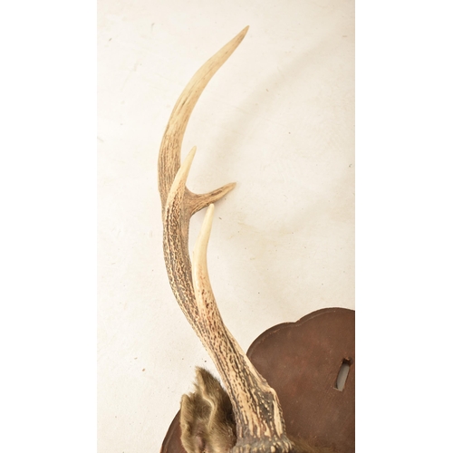 329 - Natural History Interest - A 19th century Scottish deer stag taxidermy head mounted upon a wooden pl... 