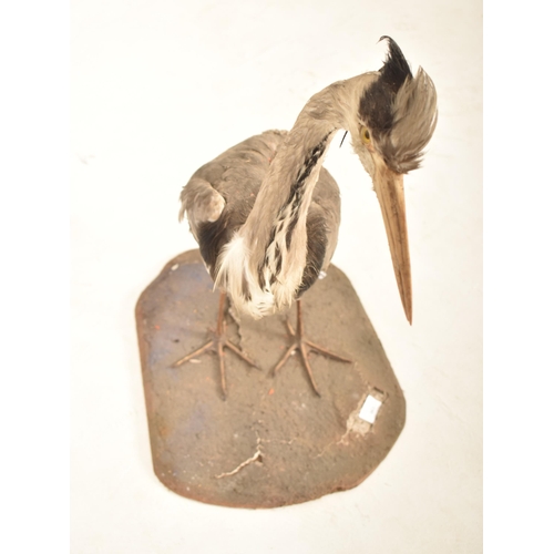 343 - Of Natural History / Taxidermy Interest: A Victorian late 19th century Grey Heron (Ardea Cinerea) bi... 