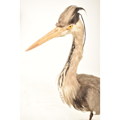 343 - Of Natural History / Taxidermy Interest: A Victorian late 19th century Grey Heron (Ardea Cinerea) bi... 