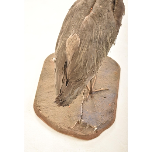 343 - Of Natural History / Taxidermy Interest: A Victorian late 19th century Grey Heron (Ardea Cinerea) bi... 