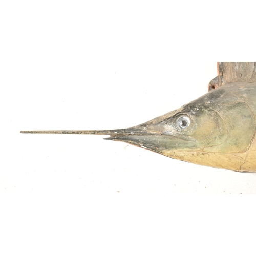 259 - Taxidermy - An early 20th century circa 1920 taxidermy sail fish (Istiophorus platypterus). The sail... 