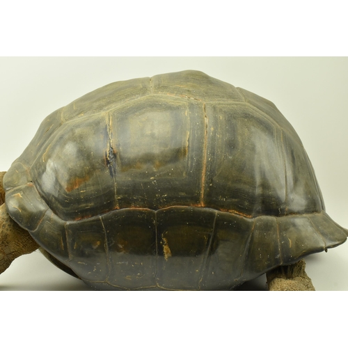 260 - Taxidermy - A 19th century Galapagos Giant Tortoise (Chelonoidis nigra) being in full mount, with ex... 