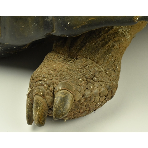 260 - Taxidermy - A 19th century Galapagos Giant Tortoise (Chelonoidis nigra) being in full mount, with ex... 