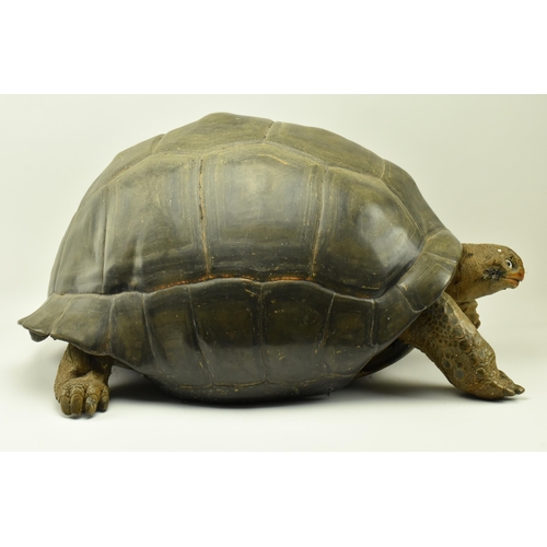 260 - Taxidermy - A 19th century Galapagos Giant Tortoise (Chelonoidis nigra) being in full mount, with ex... 