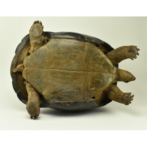 260 - Taxidermy - A 19th century Galapagos Giant Tortoise (Chelonoidis nigra) being in full mount, with ex... 