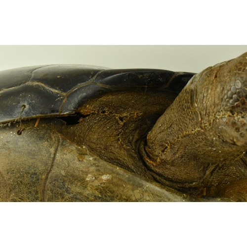 260 - Taxidermy - A 19th century Galapagos Giant Tortoise (Chelonoidis nigra) being in full mount, with ex... 