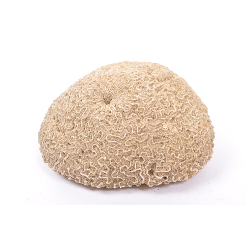 333 - Conchology Interest - A large piece of bleached brain coral. The coral to measure approximately 27cm... 