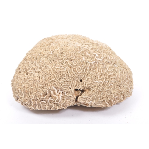 333 - Conchology Interest - A large piece of bleached brain coral. The coral to measure approximately 27cm... 