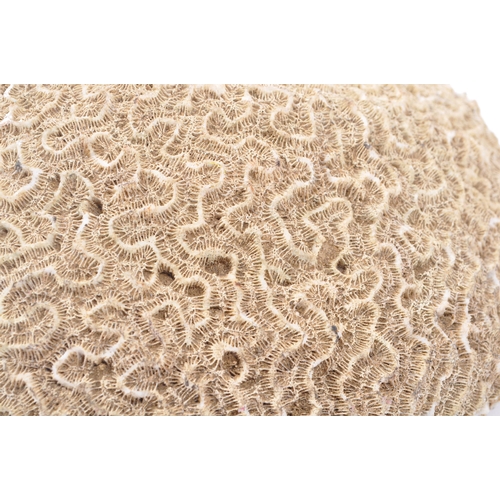 333 - Conchology Interest - A large piece of bleached brain coral. The coral to measure approximately 27cm... 