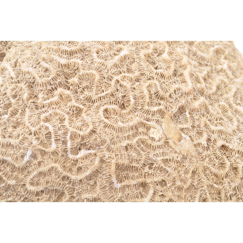 333 - Conchology Interest - A large piece of bleached brain coral. The coral to measure approximately 27cm... 