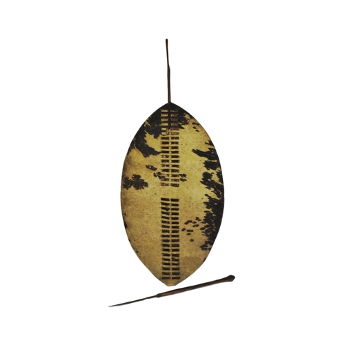 11 - An original Zulu Nguni cowhide shield (Isihlangu) shield together with a Zulu spear. Oval white & br... 