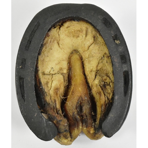 80 - A 19th century Victorian British Cavalry horse hoof attributed to the 21st Lancers. The hoof with ap... 