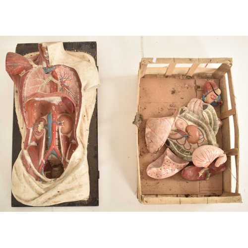 34 - Anatomical interest - A vintage mid 20th century Adam, Rouilly & Co. anatomical model of the human b... 