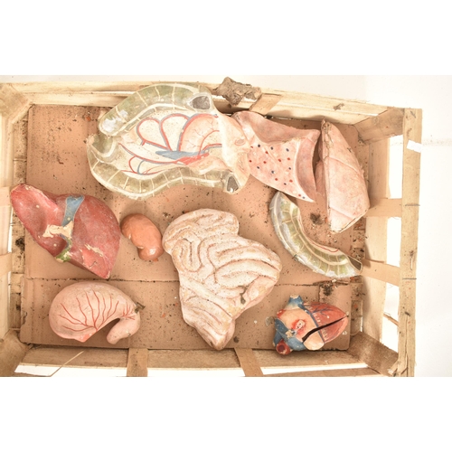 34 - Anatomical interest - A vintage mid 20th century Adam, Rouilly & Co. anatomical model of the human b... 