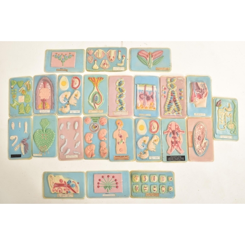 94 - Medical / Scientific - A large selection of vintage 20th century school / educational plastic panels... 