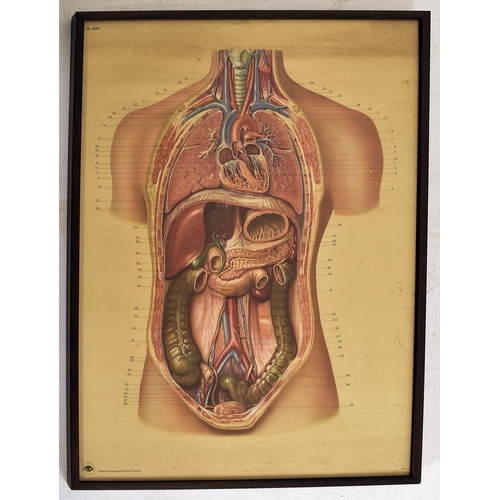 15 - Of Anatomical Interest - A German vintage 20th century mounted card anatomy poster of the human body... 