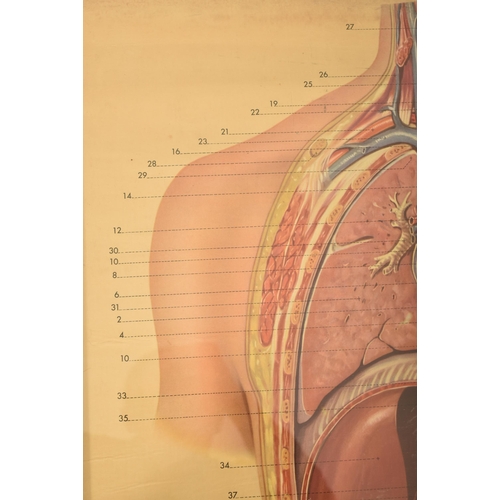 15 - Of Anatomical Interest - A German vintage 20th century mounted card anatomy poster of the human body... 