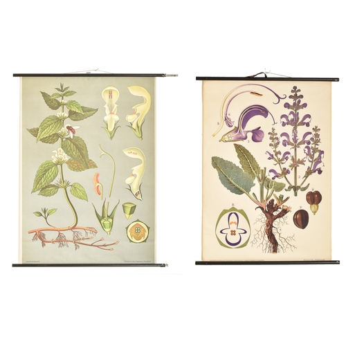123 - Botanical & natural history interest - Two Austrian & German continental retro 20th century scroll m... 