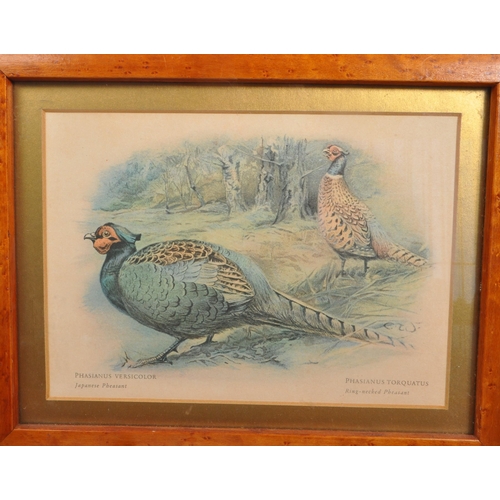 839 - Hunting interest - A collection of five 20th Century vintage maple framed and glazed game bird print... 