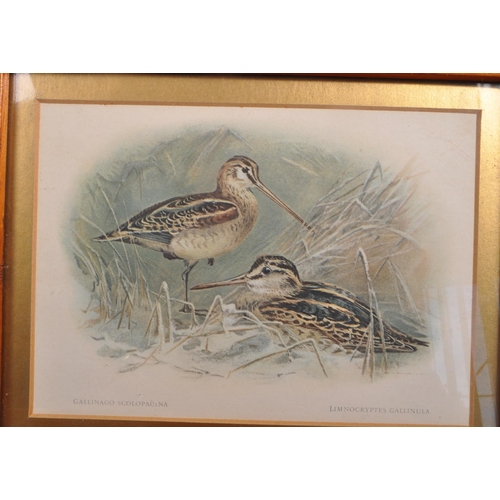 839 - Hunting interest - A collection of five 20th Century vintage maple framed and glazed game bird print... 