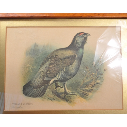 839 - Hunting interest - A collection of five 20th Century vintage maple framed and glazed game bird print... 