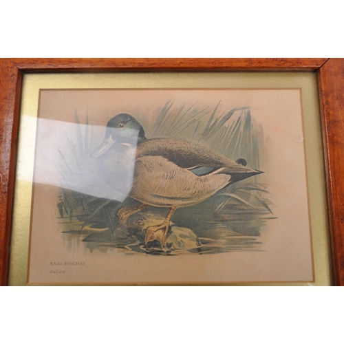 839 - Hunting interest - A collection of five 20th Century vintage maple framed and glazed game bird print... 