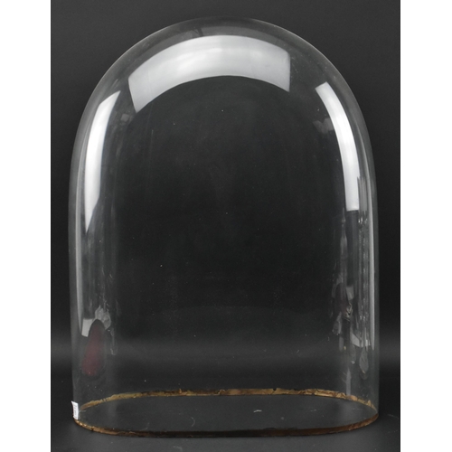 76 - An early 20th century glass dome. The large glass dome raised on a wine colour fabric lined black wo... 