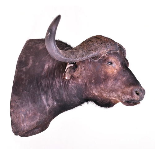 340 - Of natural history interest - A large 19th century taxidermy head of African Cape Buffalo (Syncerus ... 