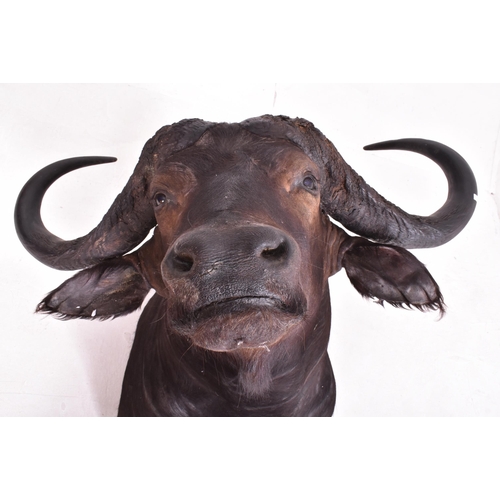 340 - Of natural history interest - A large 19th century taxidermy head of African Cape Buffalo (Syncerus ... 