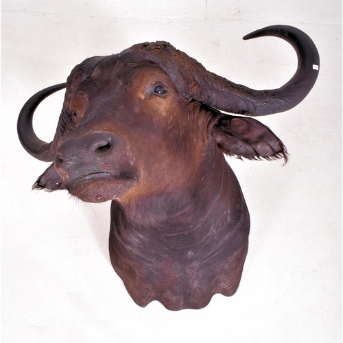 340 - Of natural history interest - A large 19th century taxidermy head of African Cape Buffalo (Syncerus ... 