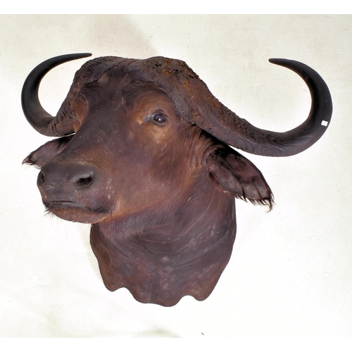 340 - Of natural history interest - A large 19th century taxidermy head of African Cape Buffalo (Syncerus ... 