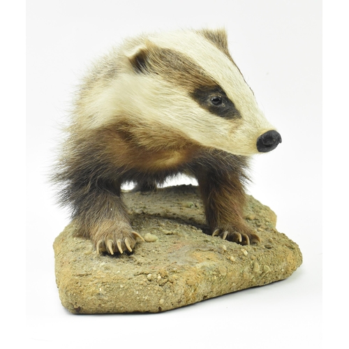 372 - Natural history interest. A late 19th century Victorian taxidermy European badger raised on naturali... 