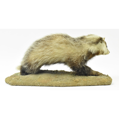 372 - Natural history interest. A late 19th century Victorian taxidermy European badger raised on naturali... 