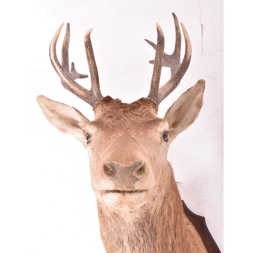 440 - Natural history interest. An early 20th century circa 1908 taxidermy trophy Scottish Red Deer (Cervu... 