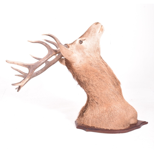 440 - Natural history interest. An early 20th century circa 1908 taxidermy trophy Scottish Red Deer (Cervu... 